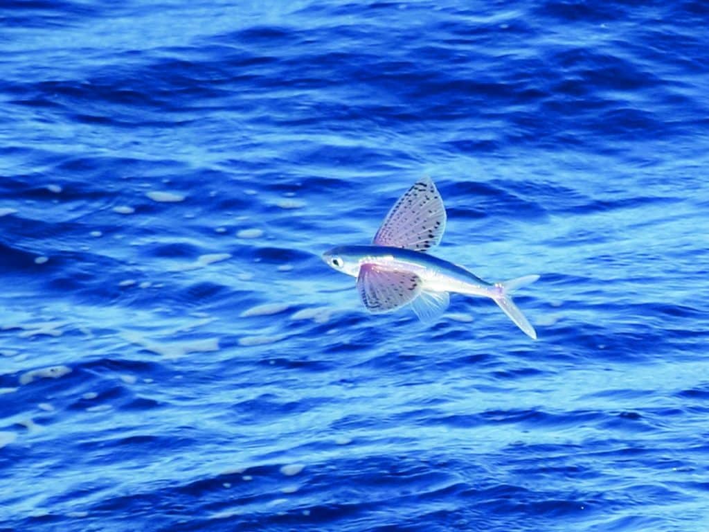 05 flyingfish come in a wide range of colors. here, a thrushwing shows off its speckled pink wings.jpg