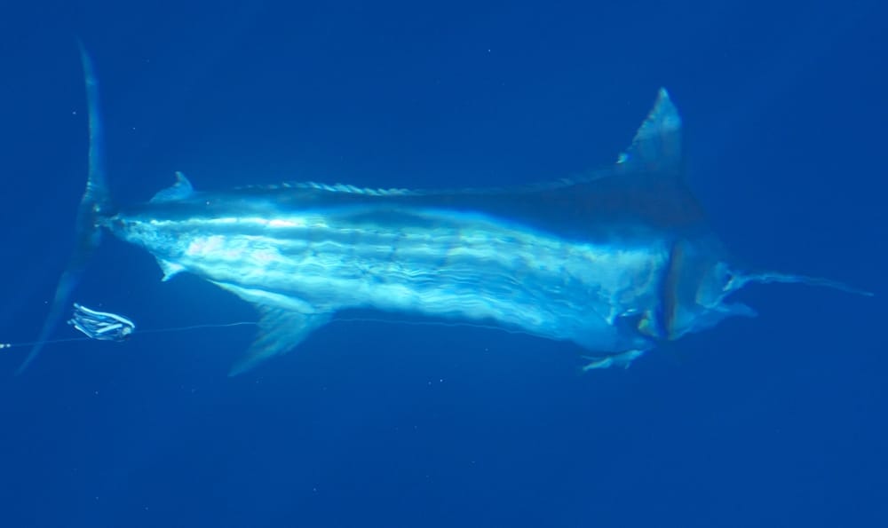 underwater blue marlin in Kona, Hawaii