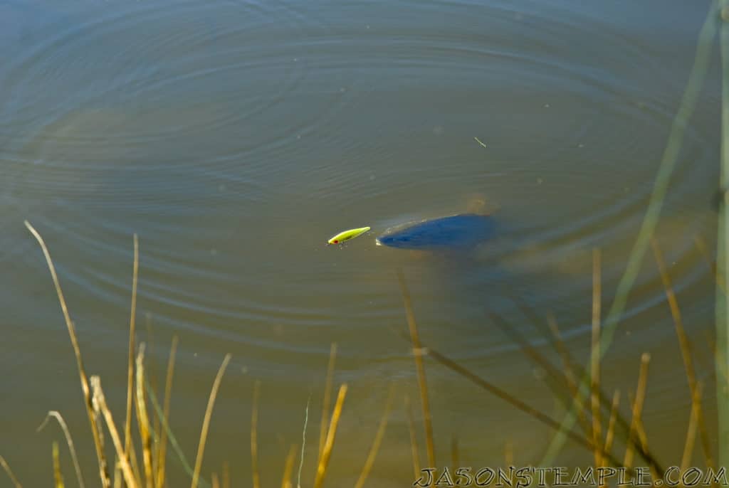 red drum fish eating MirrOlure fishing lure