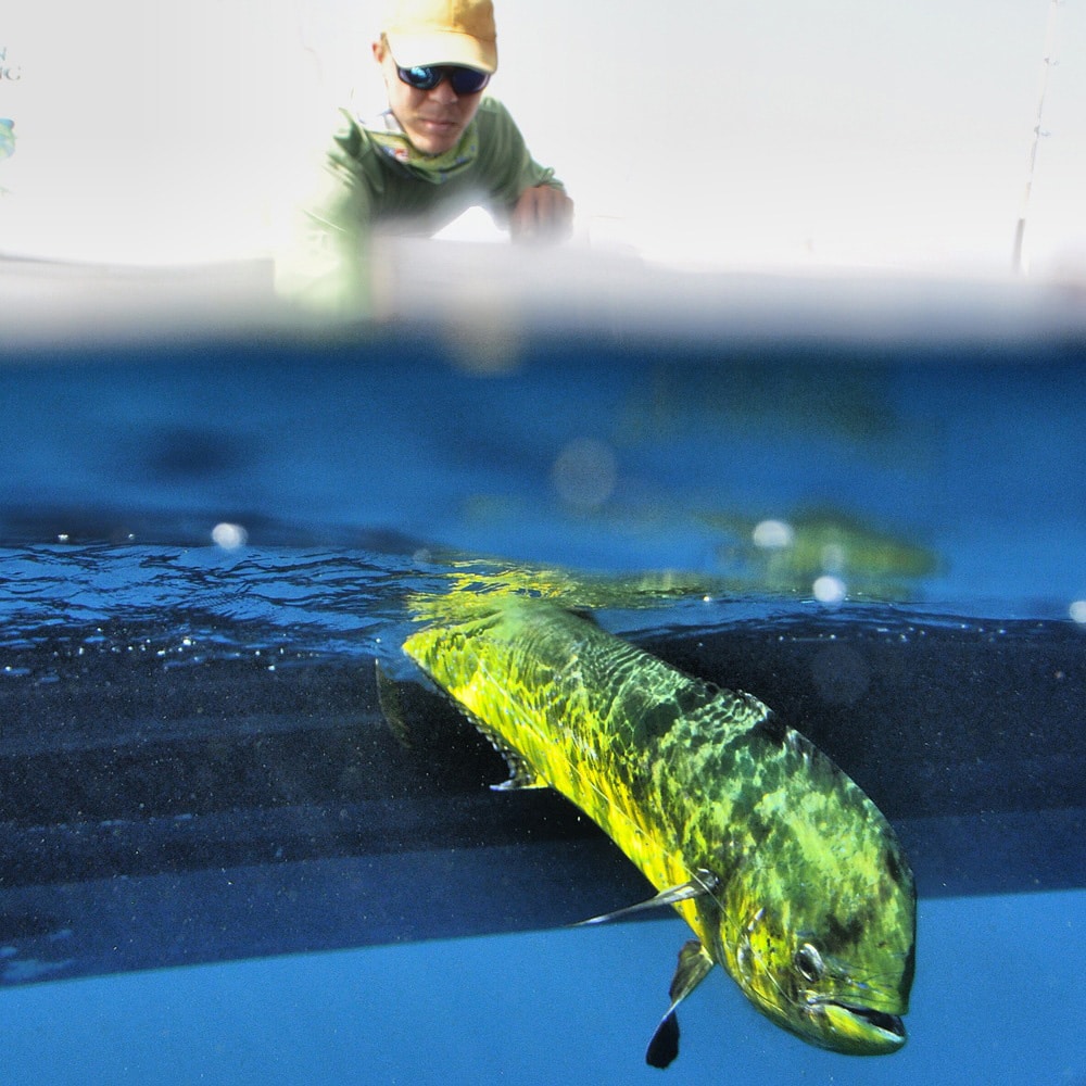 Dolphin Fishing Photo off UAE