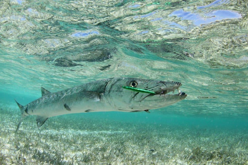 Barracuda fish caught a twitched crankbait fishing lure plug