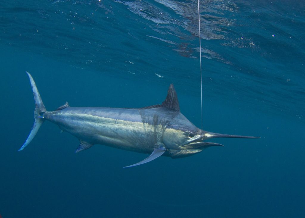Marlin caught offshore fishing Panama