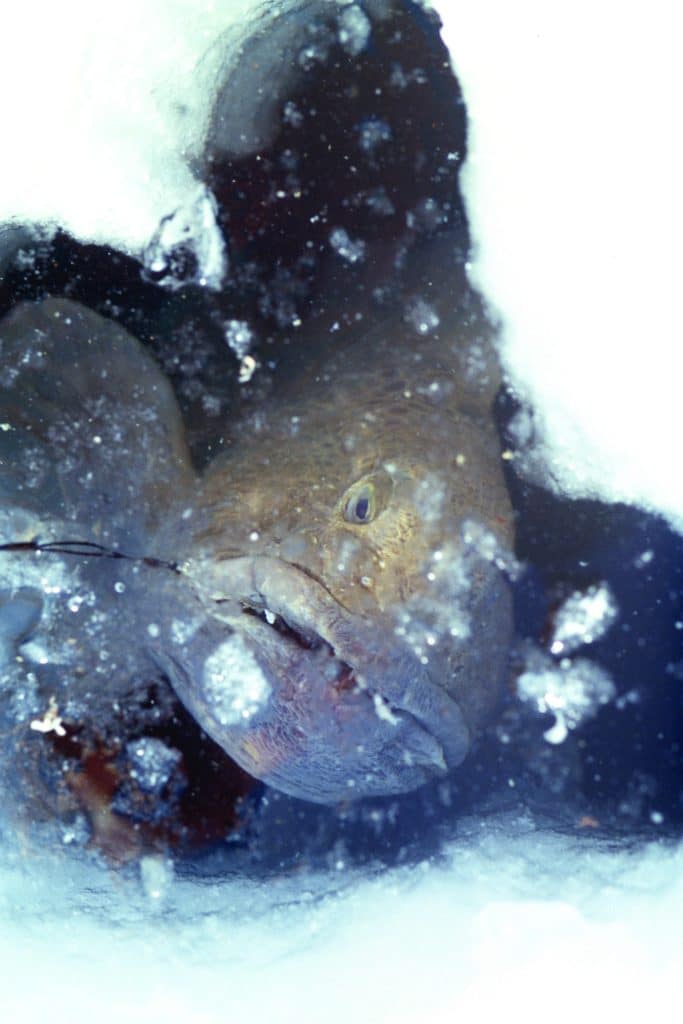 Spotted wolfish ice fishing Greenland