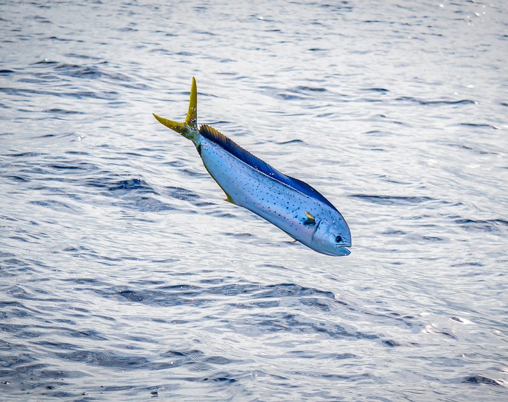 Underwater world of Florida Game Fish -- dolphinfish (mahi)