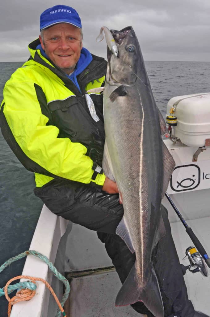 Large pollock caught saltwater fishing Sudavik Iceland