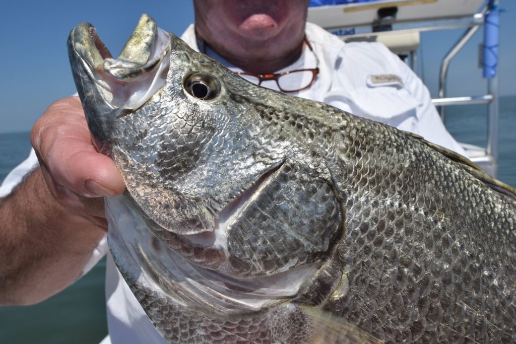 A tripletail