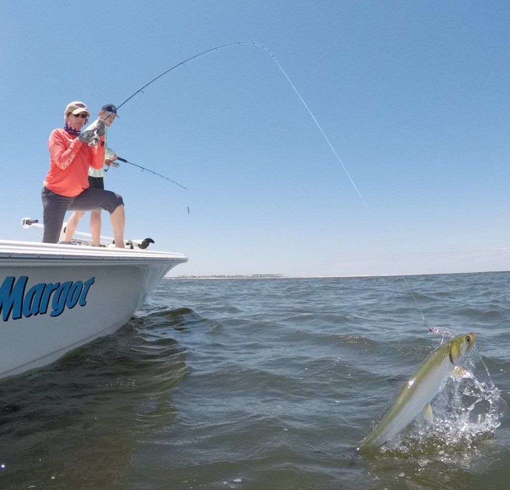 Ladyfish leaps off Mississippi