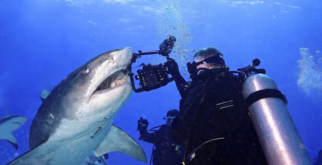 SCUBA diver swimming with big tiger shark