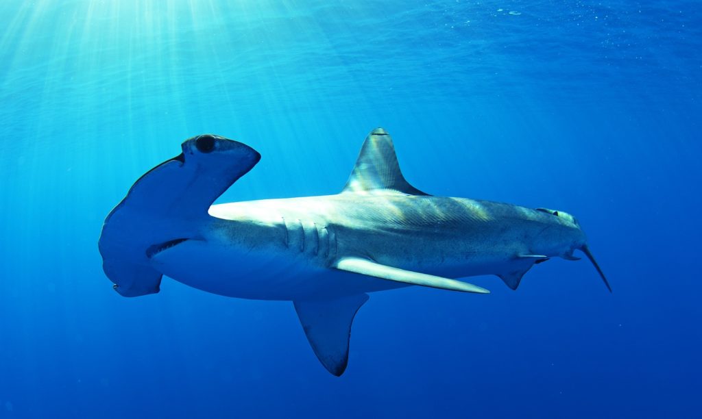 Underwater hammerhead shark California