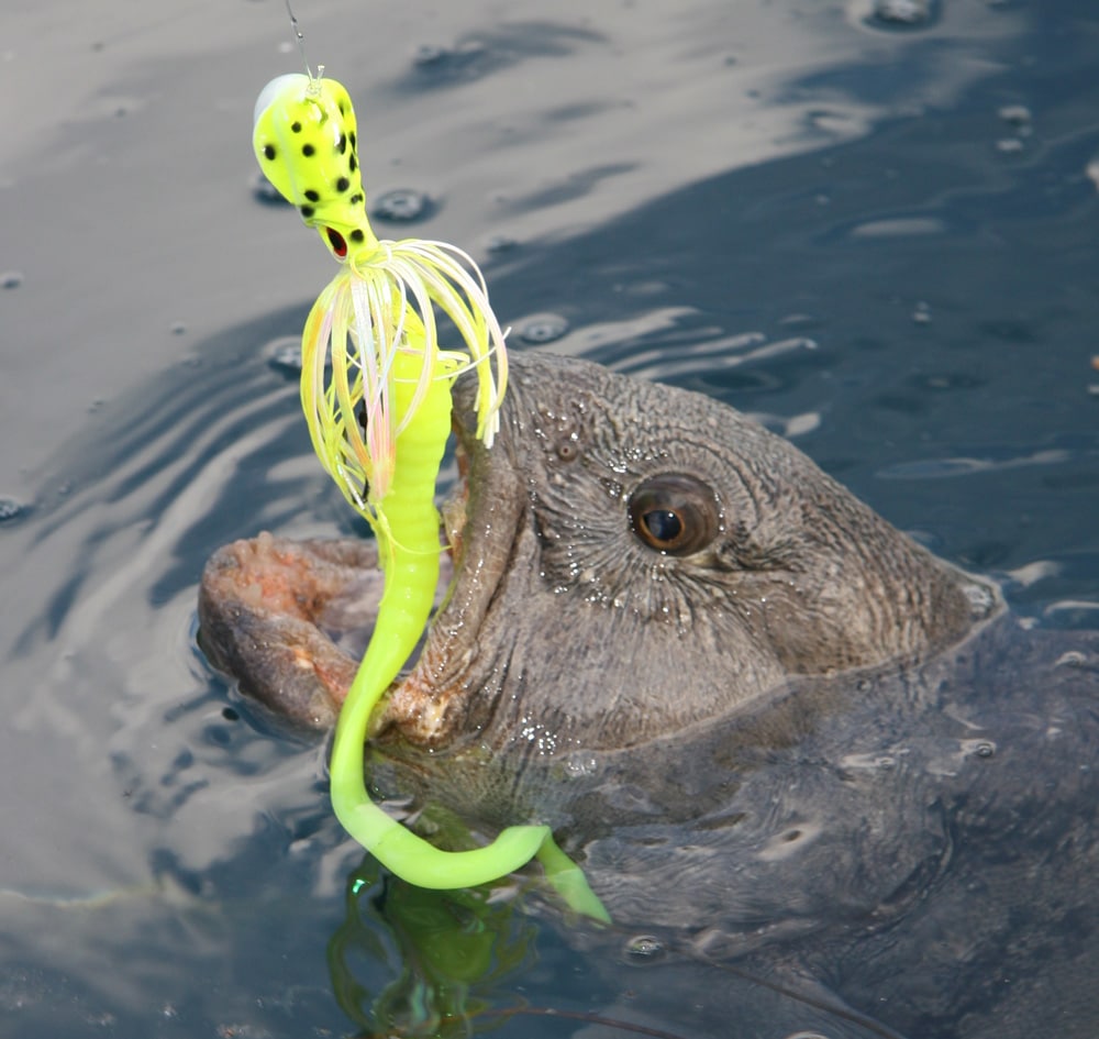 05_wolffish_tromso_norway_2.jpg