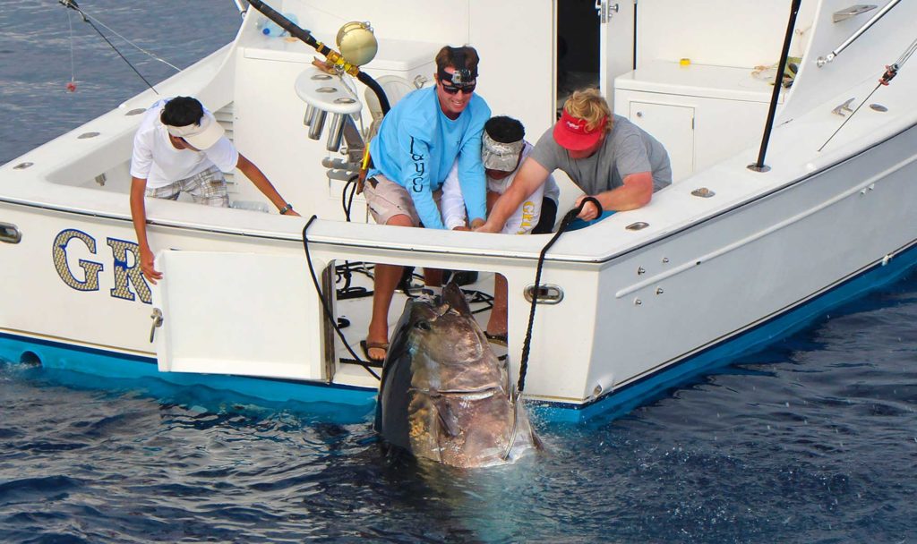 While monster marlin are the main stars of the show in these waters, anglers catch huge bluefin tuna as well, such as this one that anglers and crew work to pull through the tuna door on Grander.