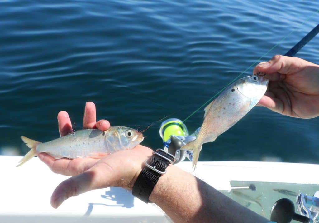 Catching Kingfish Off Cape Canaveral, Florida