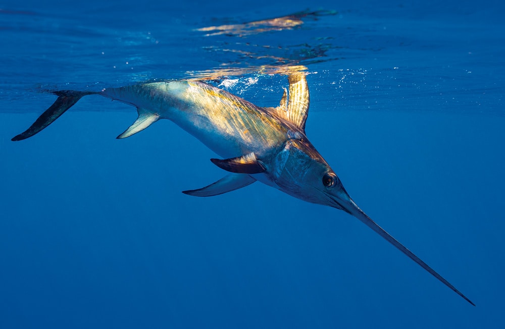Underwater swimming swordfish caught saltwater fishing Florida Keys