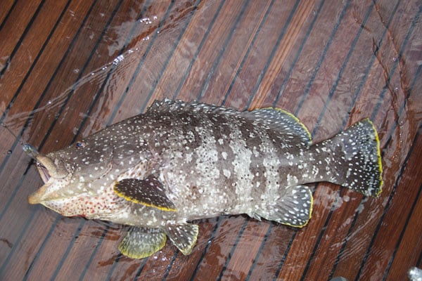 06 - olander - leather grouper, baja, img_9165.jpg