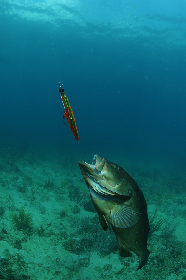 06 - red grouper chases jig, jau_9198.jpg