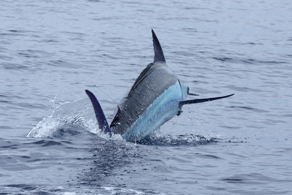 Jumping blue marlin hooked while fishing