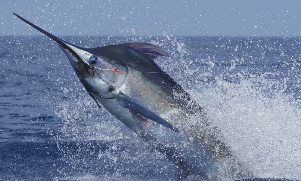 jumping blue marlin in Kona, Hawaii