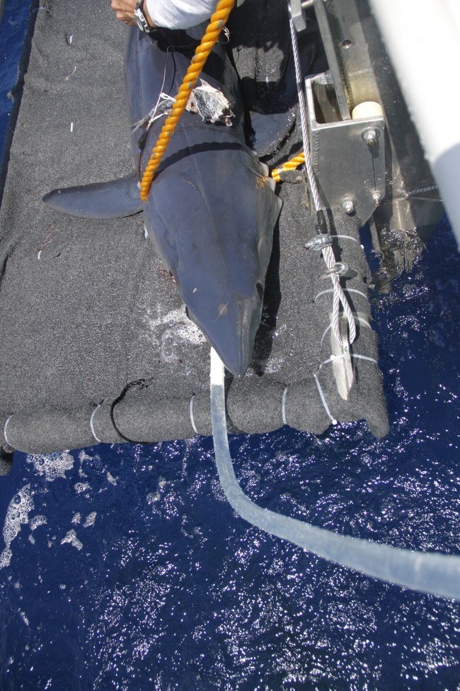 06 mako tagging isla mujeres on platform w irrigation hose in mouth, 03 14 244.jpg