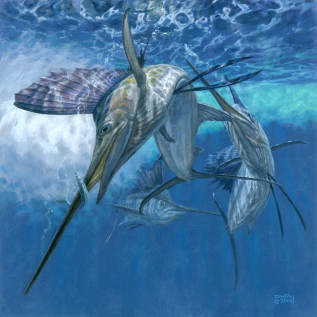sailfish bait art Don Ray marine fishing artist