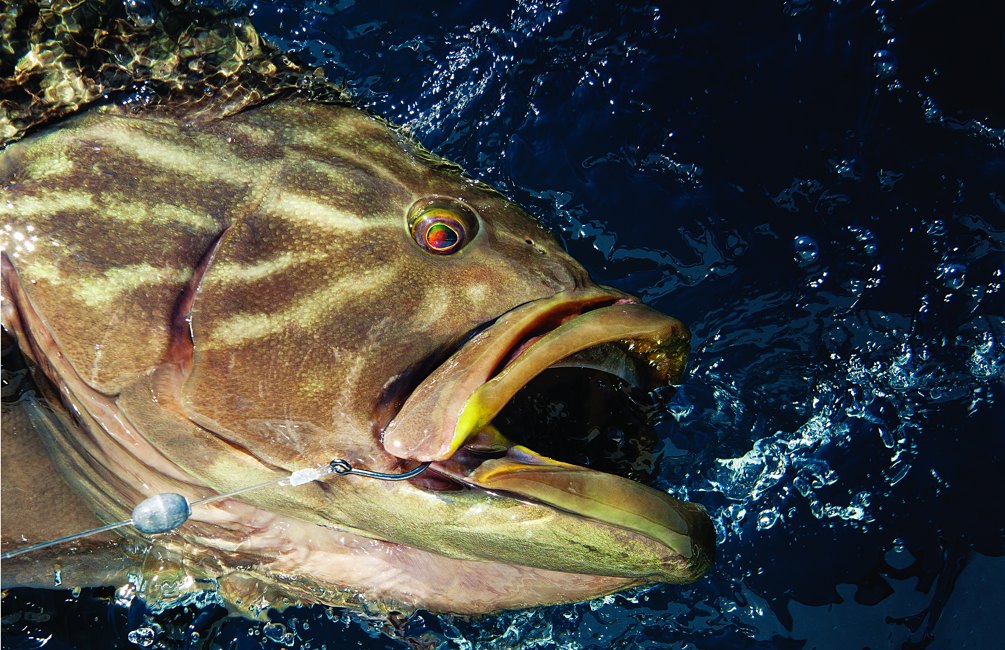 Broomtail grouper caught fishing offshore