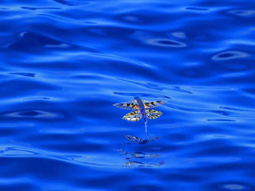 06 the complex patterns of the wings of this sargassum midget may camouflage them as they swim among weed masses.jpg