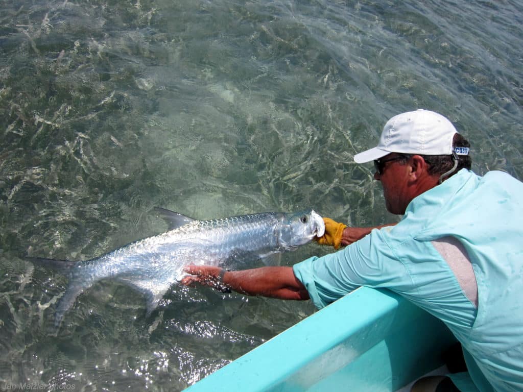 06_05longcayeislandresort-tarponrelease.jpg