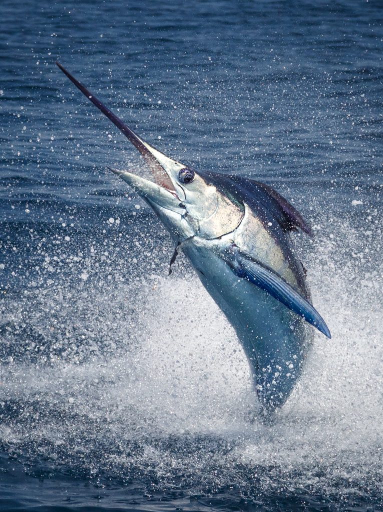 Billfish Action off Angola - a marlin