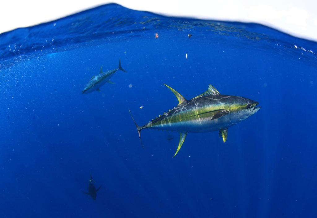 Ascension Island - huge yellowfin tuna underwater