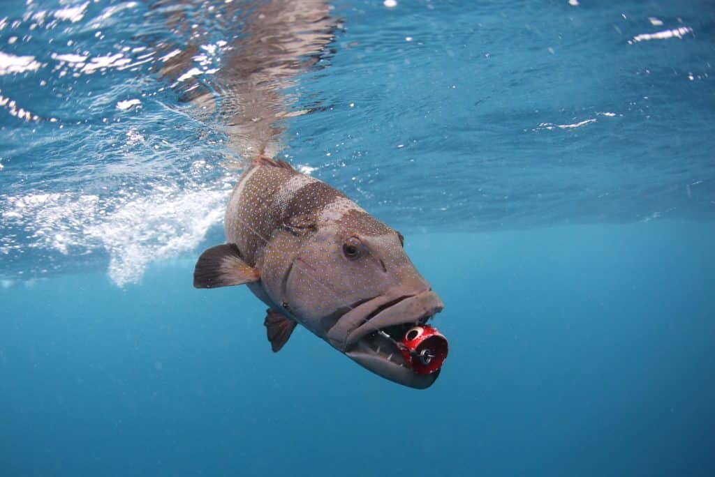 Underwater coral trout hooked on a surface fishing lure