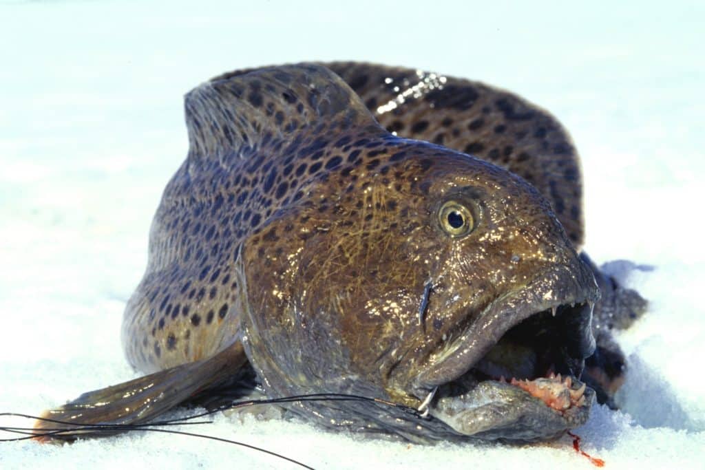 Wolffish caught fishing Greenland ice