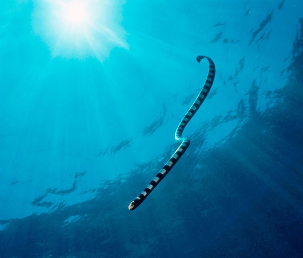 Seasnake