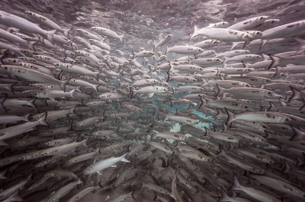 Underwater world of Florida Game Fish -- huge school of mullet