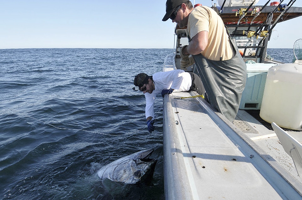 Anglers releasing giant bluefin tuna fish