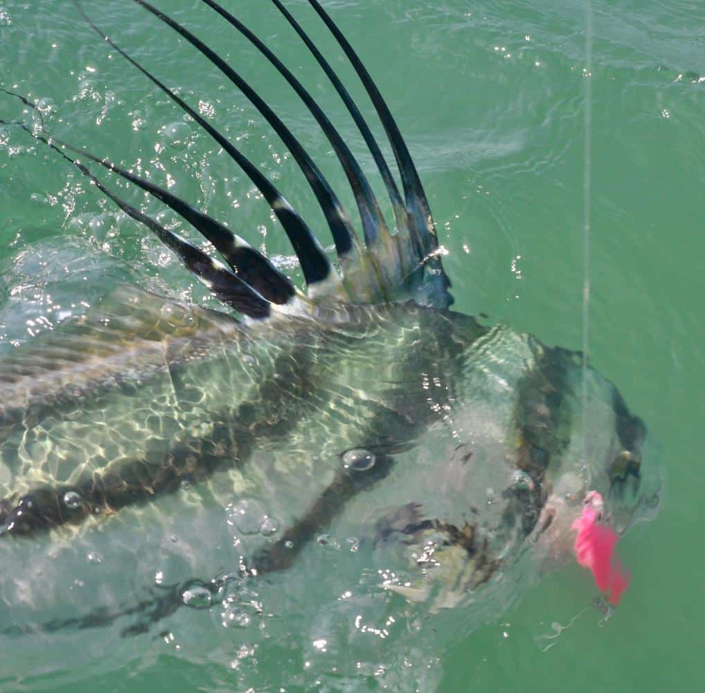 Roosterfish eats pink plug