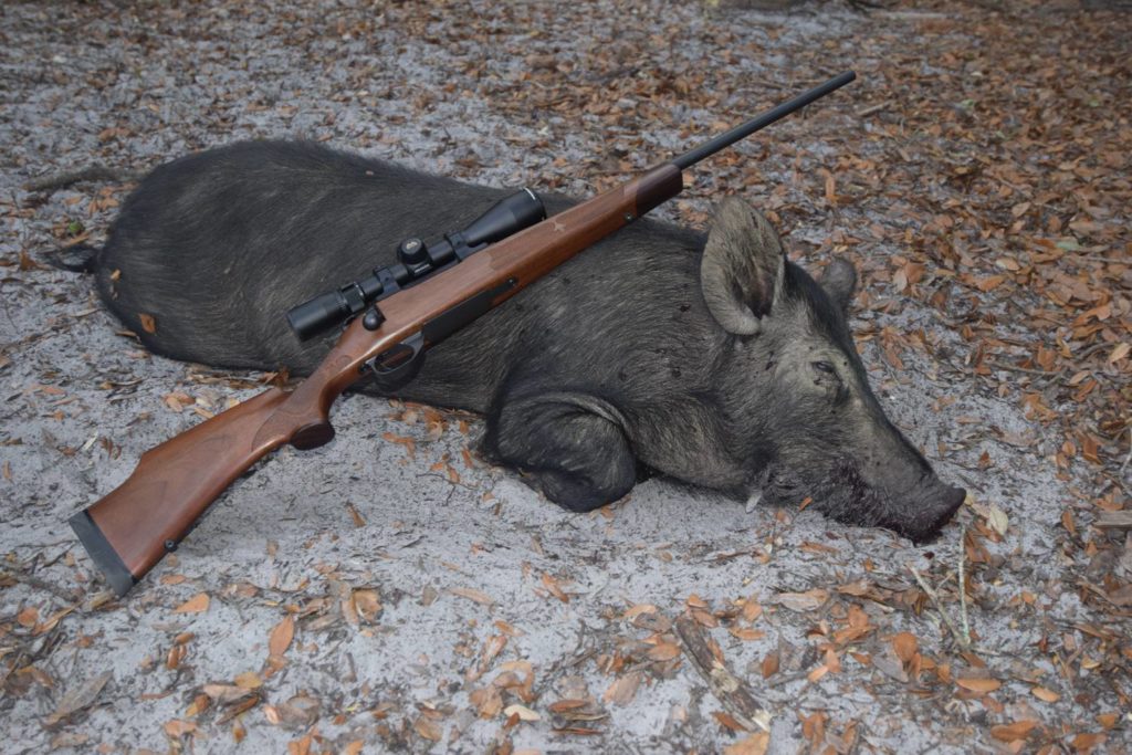 Wild pig hunt