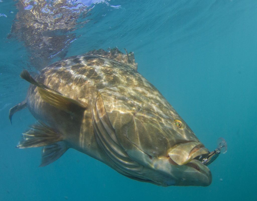 Kayak fishing Cedros Island, Baja -- broomtail grouper, underwater