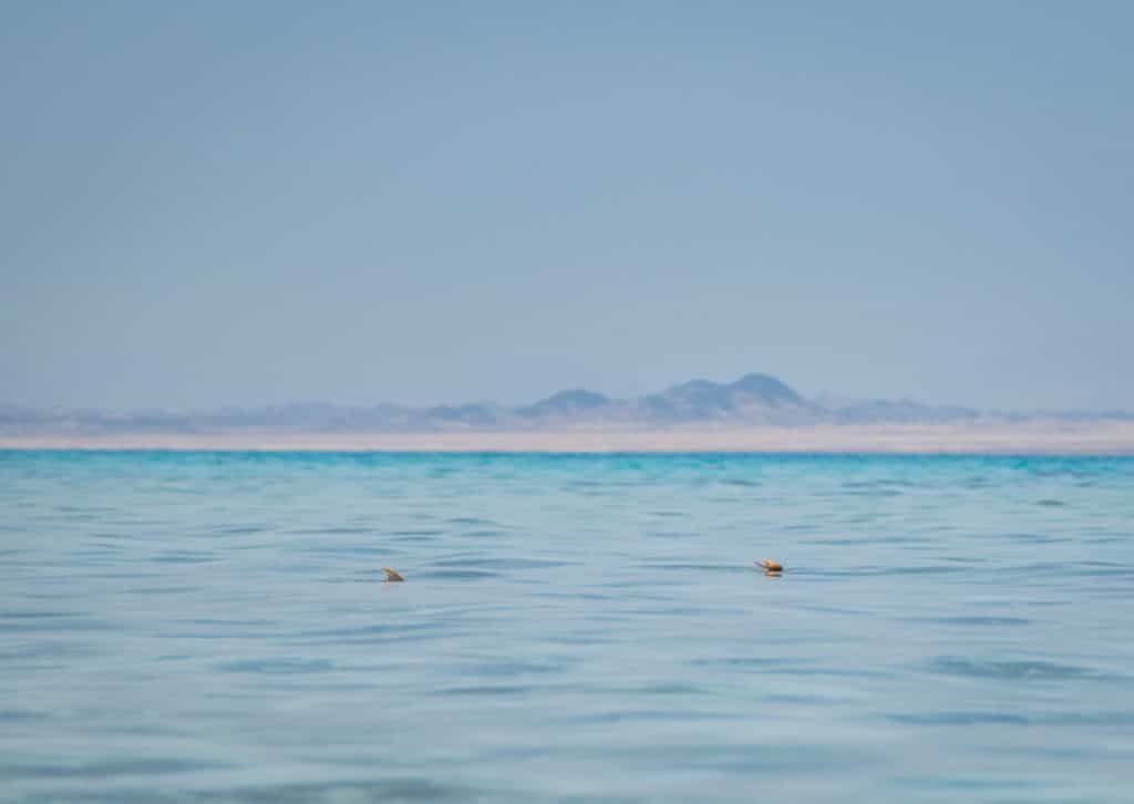 Yellowmargin triggerfish tailing fishing Red Sea