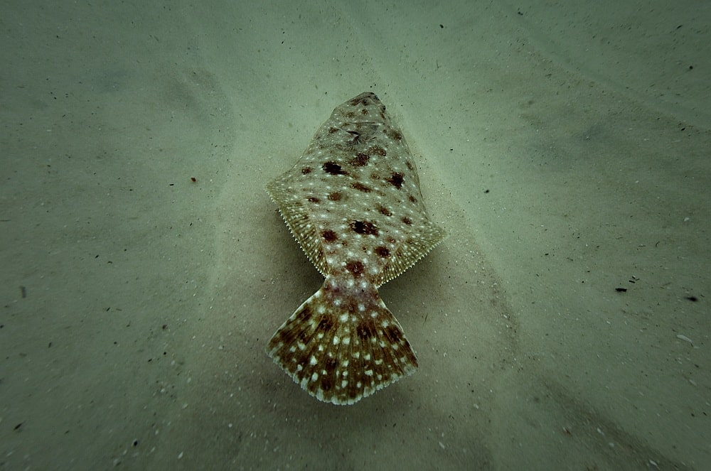 A southern flounder scoots across the bottom