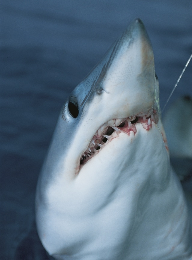 06_mako_shark_bay_of_plenty_new_zealand.jpg