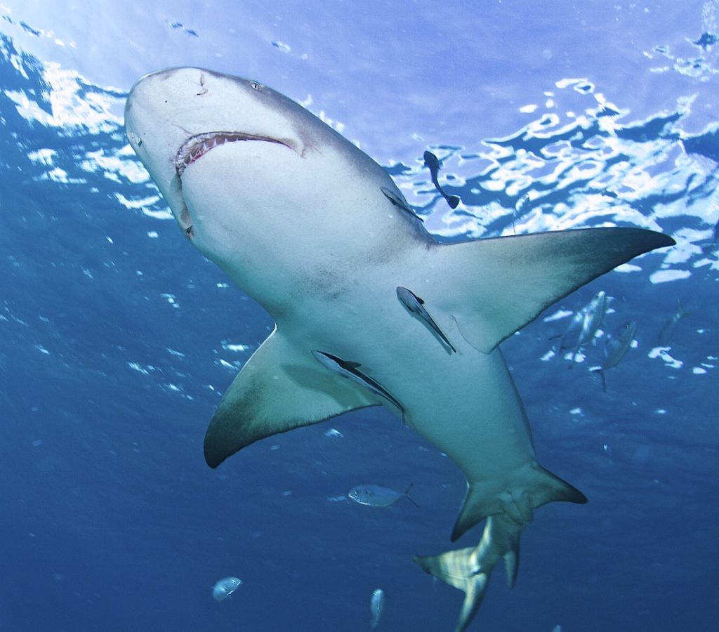 Tiger shark underwater