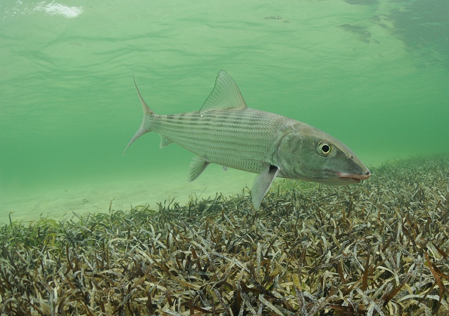 Best fishing vacation Islamorada, Florida Keys, bonefish