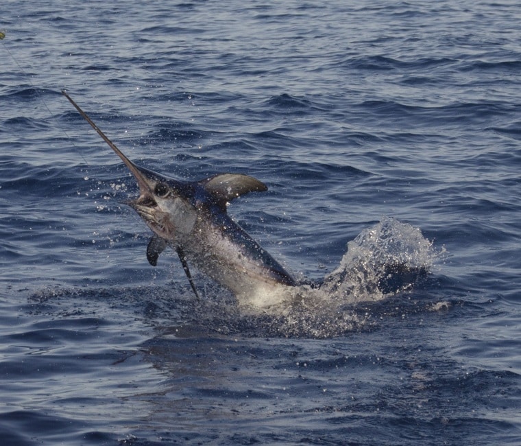 Best fishing vacation Islamorada, Florida Keys, swordfish daytime