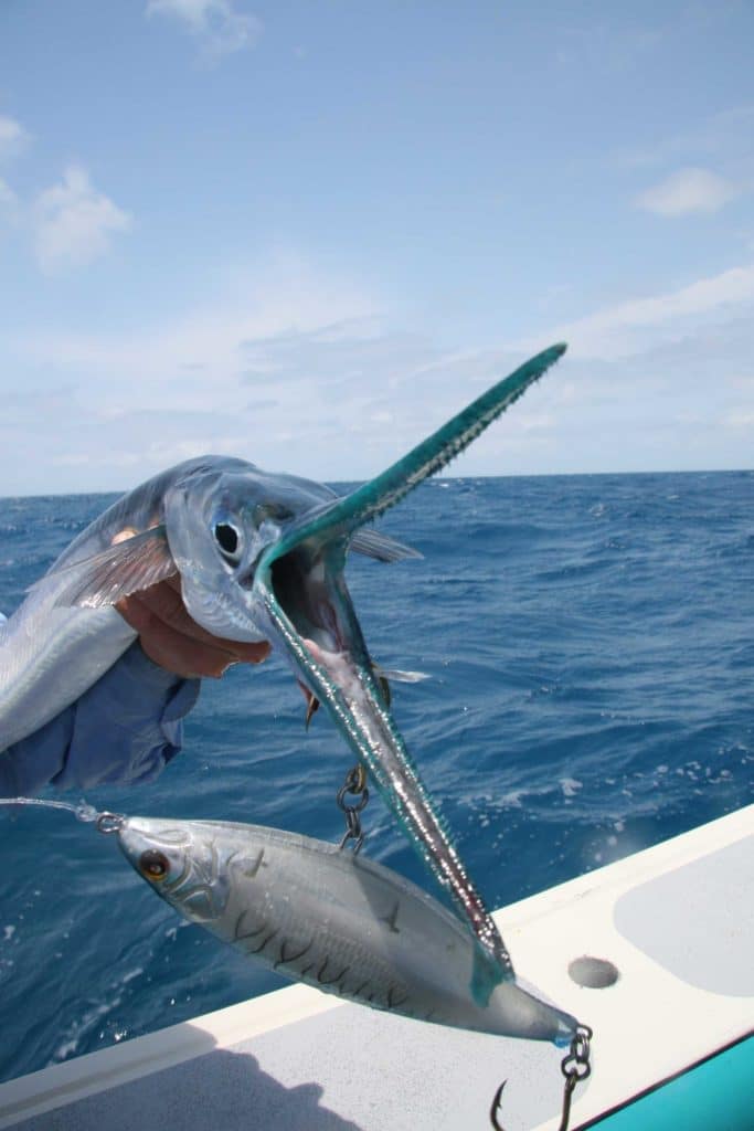 Fish Pictures from Australia