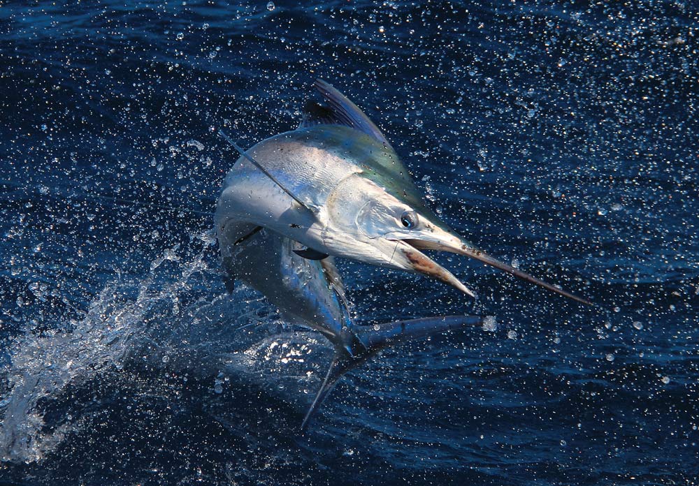 Jumping black marlin caught saltwater fishing northeastern Australia