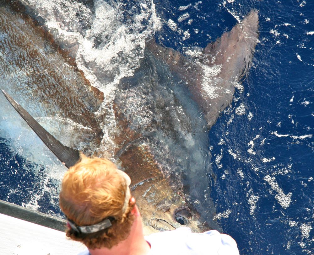 Angler releasing a giant blue marlin from an offshore fishing boat