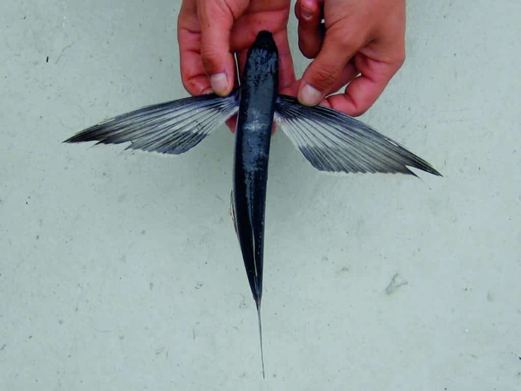 07 identification of flyingfish is hampered because they quickly lose their coloring upon death. the pale median band on this specimen was likely bright blue in life.jpg