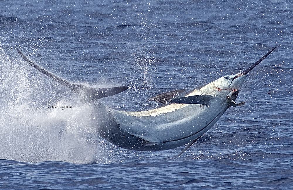 jumping blue marlin in Kona, Hawaii