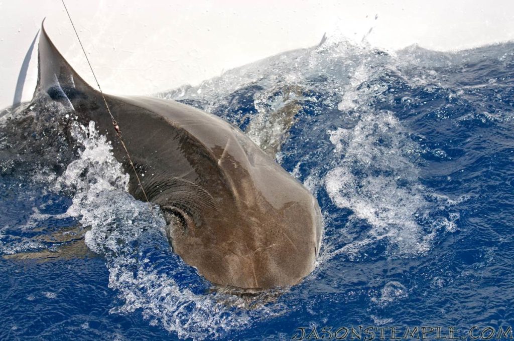 Florida Keys tiger shark caught fishing