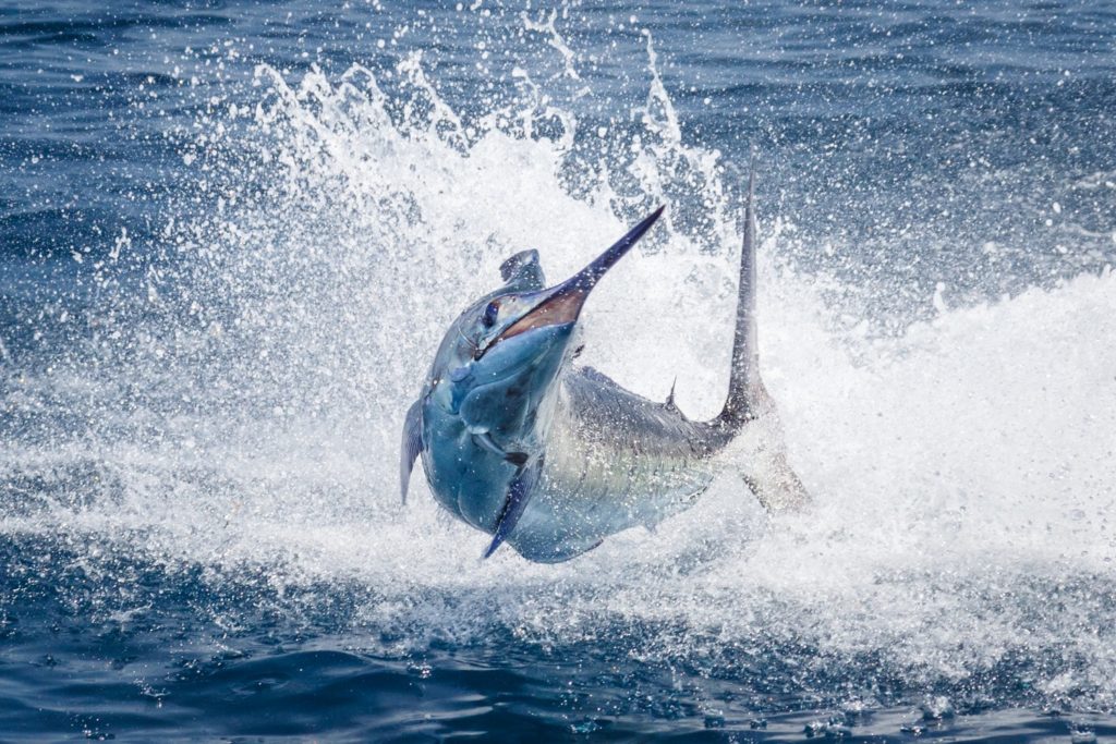 Billfish Action off Angola - a marlin