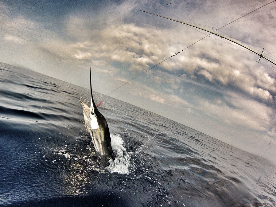 North Carolina White Marlin